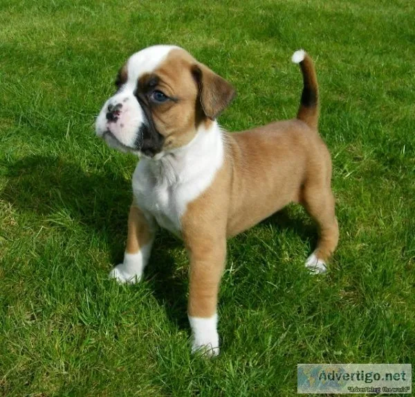 stunning boxer puppies