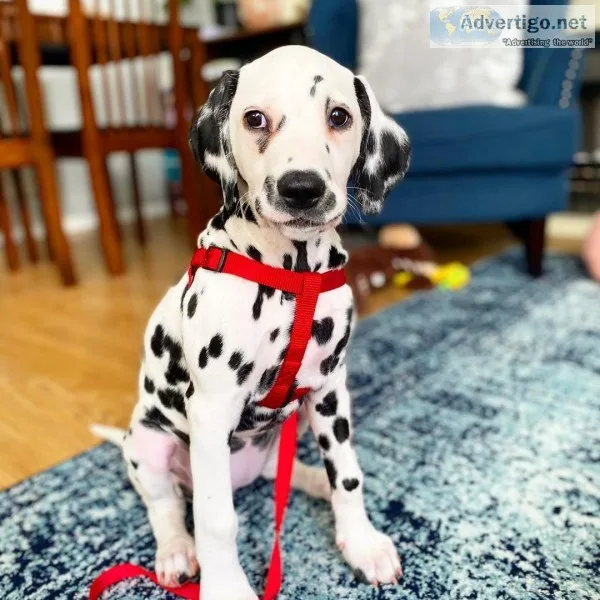 Buy dalmatian puppy near me online