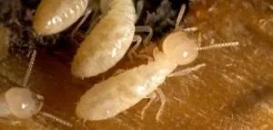 Termite inspection Dutches