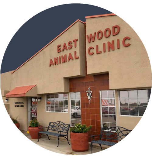 Choose Best Pet Boarding Service from El Paso&rsquo Renowned Ani
