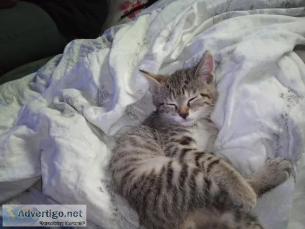 Free Kitten
