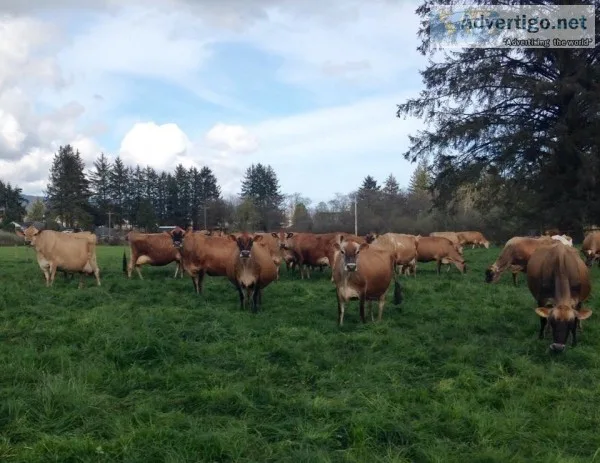 Jersey Calves Heifers and Springers