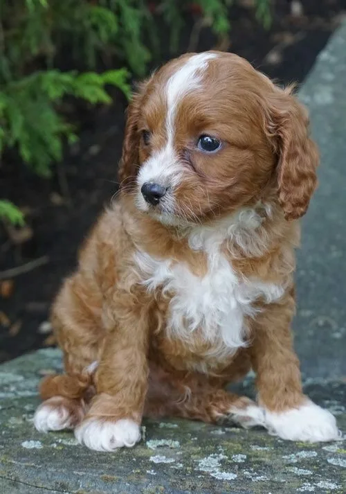 Cavapoo puppies
