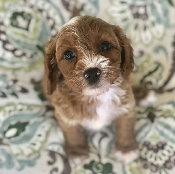 Cavapoo puppies