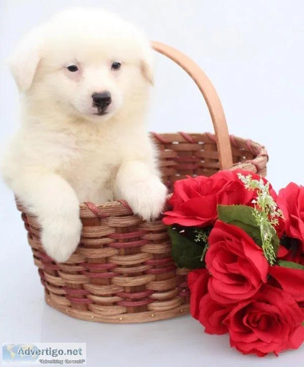 Snowball Male American Eskimo