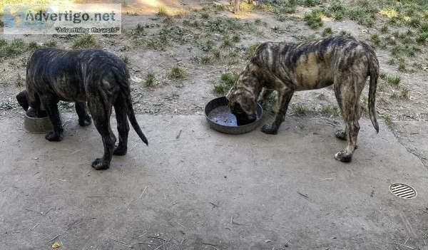 Mastiff female puppy available