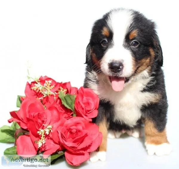 Lee Male AKC Bernese Mountain Dog