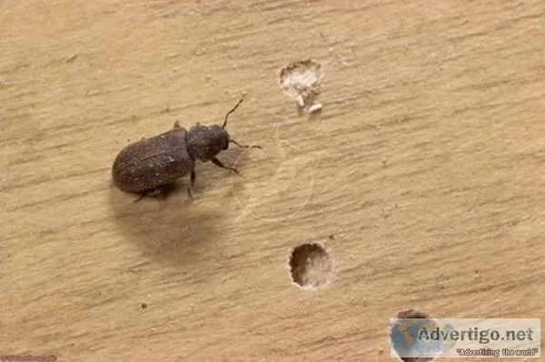 Best pest control for home