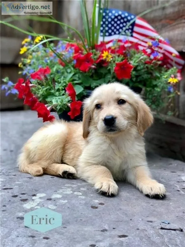 Eric Male ACA Golden Retriever