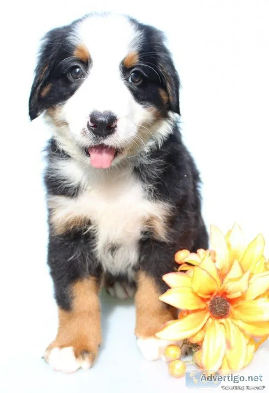 Lonnie Male AKC Bernese Mountain Dog