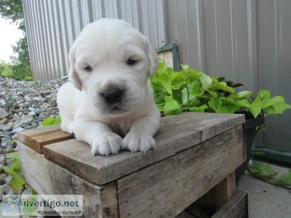 Tom Male AKC Golden Retriever