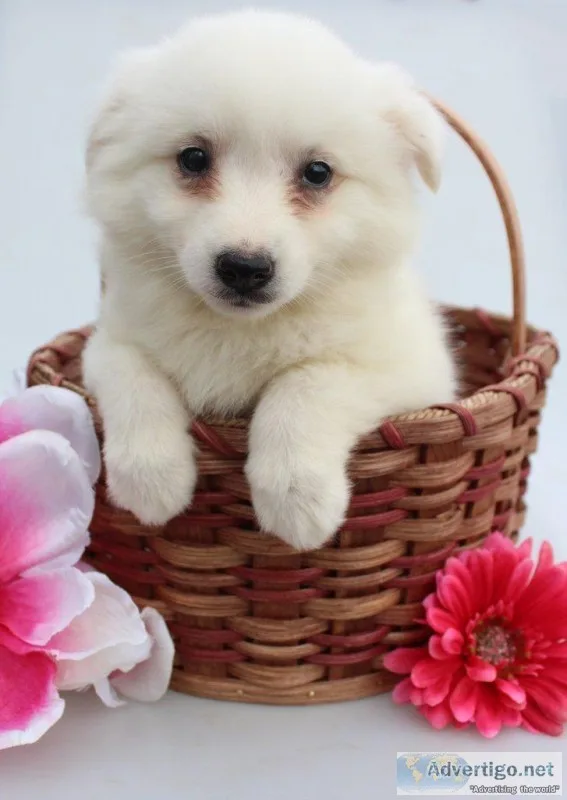 Frisky Female American Eskimo