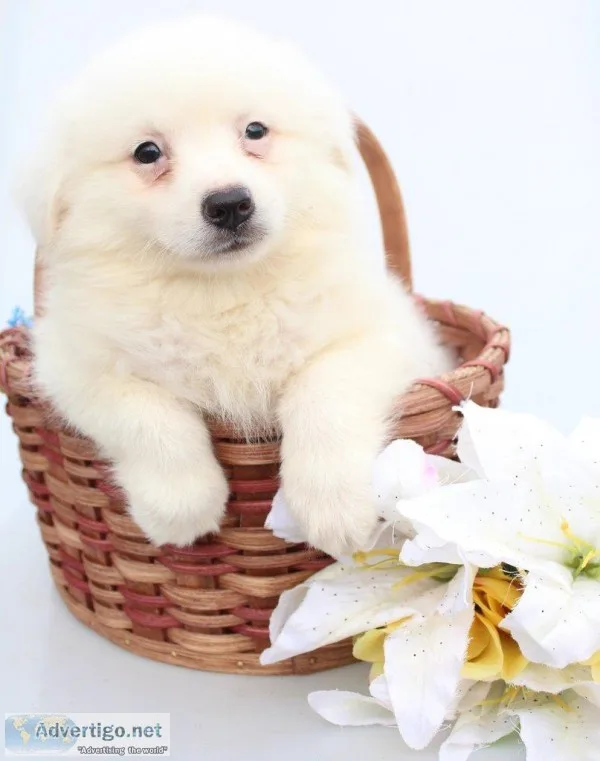 Lenny Male American Eskimo