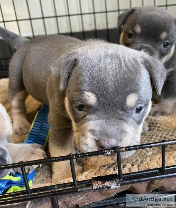 Stitch Male ABKC American Bully