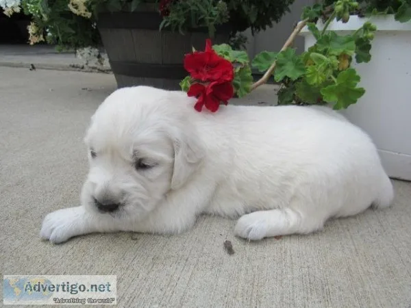 Torie Female AKC Golden Retriever