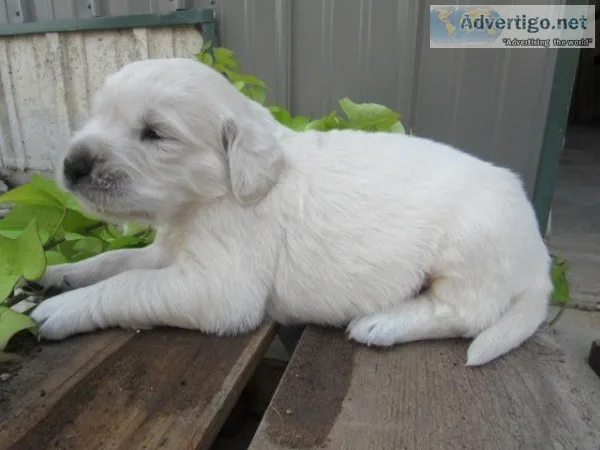 Tim Male AKC Golden Retriever