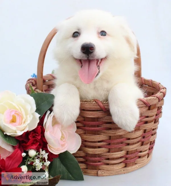 Whittie Male American Eskimo