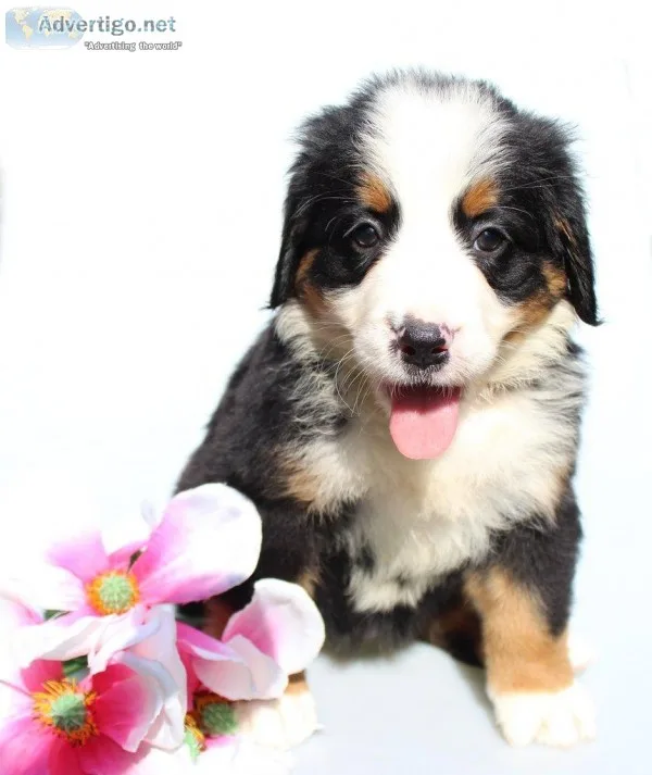 Angel Female AKC Bernese Mountain Dog