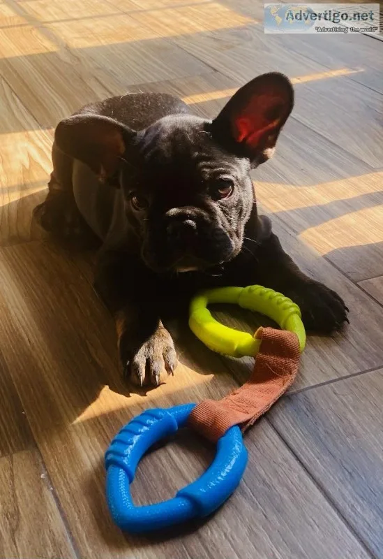 Smoke Male AKC French Bulldog