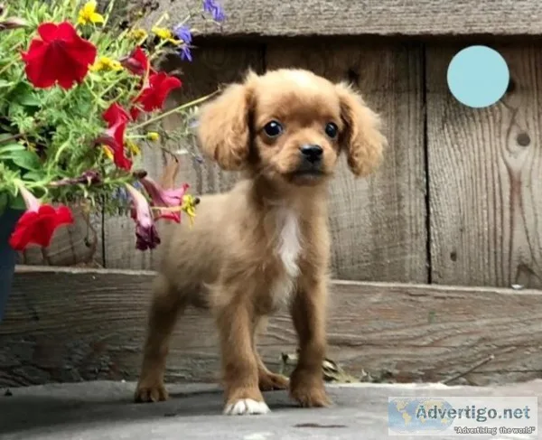Andrew Male Cavapoo