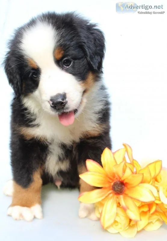 Lile Male AKC Bernese Mountain Dog