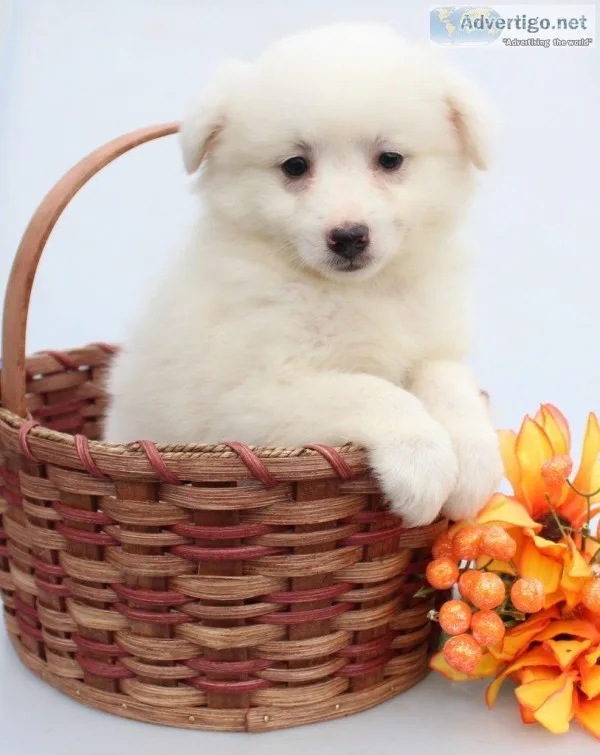 Mako Male American Eskimo