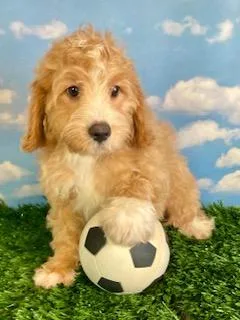 Buster Male Cavapoo