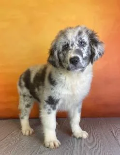 Naomi Female Newfoundland Mix