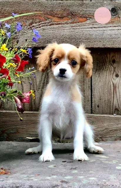 Anne Female Cavapoo