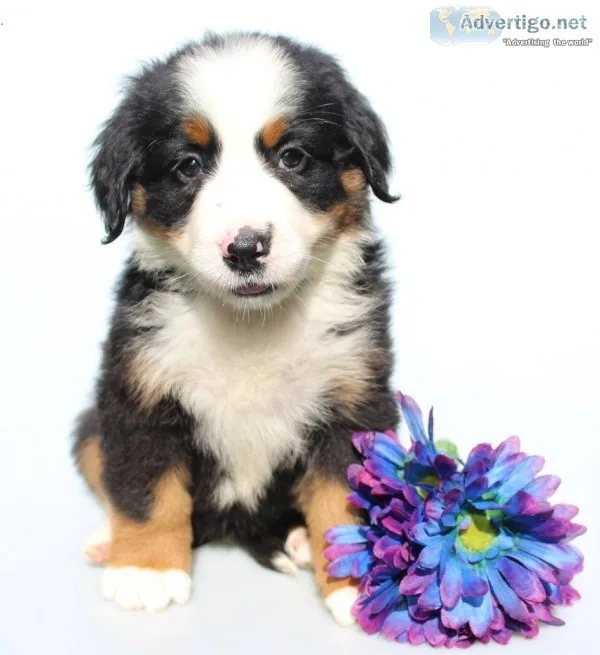 Lady Male AKC Bernese Mountain Dog