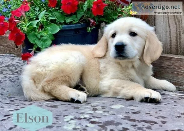 Elson Male ACA Golden Retriever