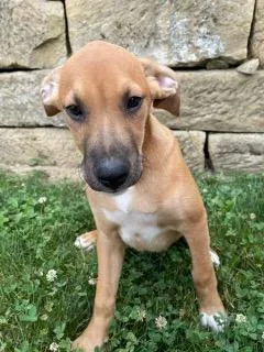 Rocky Male German Shephard Boxer Mix