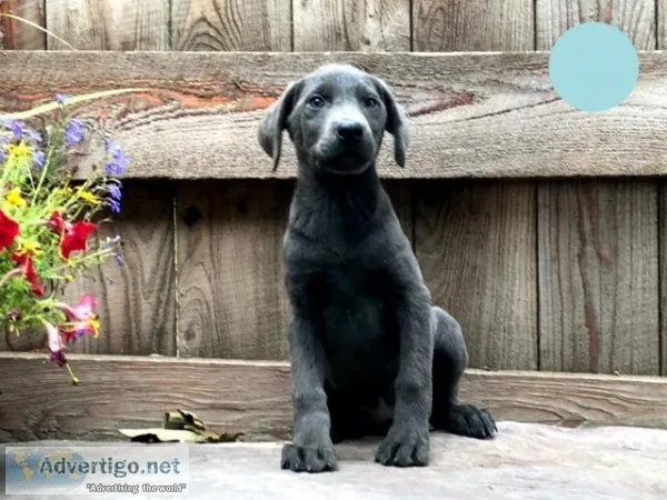 Buster Male Goldendoodle
