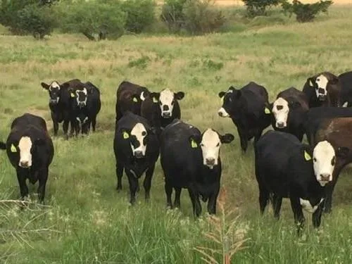 Black and Red Baldy heifers