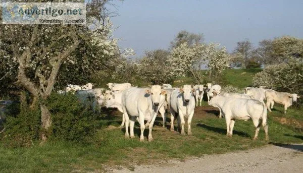 Chianina Open and Bred Heifers