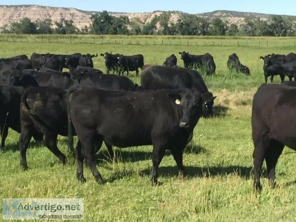 Black and Red Angus Open Heifers and Bred Cows