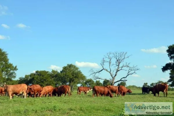 Beefmaster Heifers