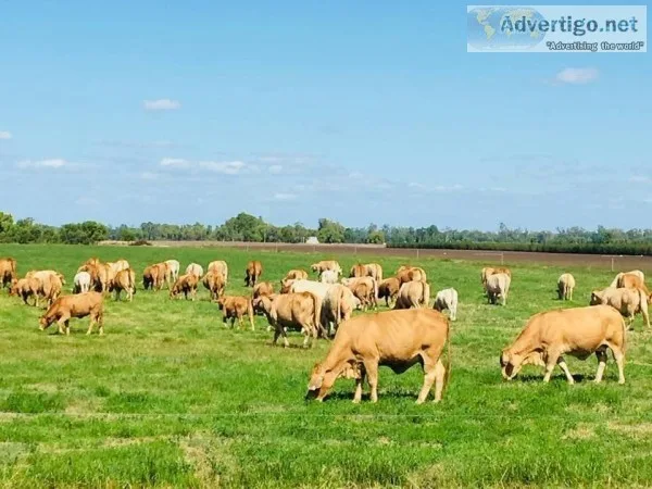 Charbray Cattle and other Crossbreds