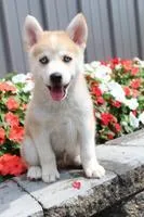 Nick Male Mini Pomsky