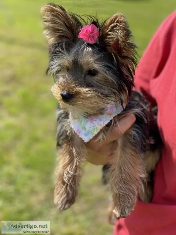 Teacup Yorkies