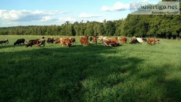 Longhorn and Watusi Herd