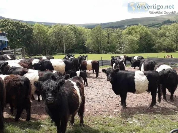 Belted Galloways and Highland Cattle Available