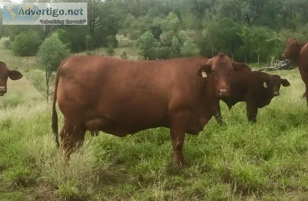 Registered Santa Gertrudis Cattle