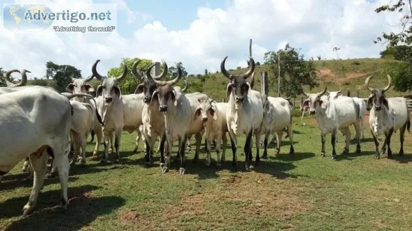 Calving Ease Guzerat Heifers