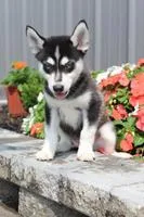 Nate Male Mini Pomsky