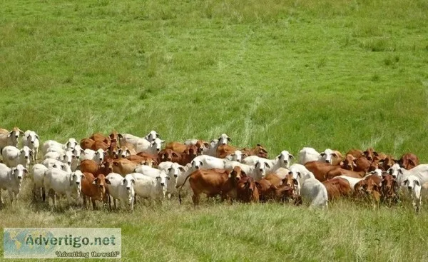 Grey and Red Brahman Heifers Open and Bred as well as Pairs