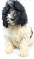 Marty Male Newfypoo