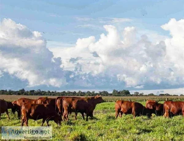 Senepol Calves Weaned and Bred Heifers