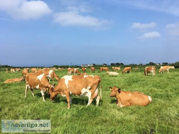 Guernsey Calves Open Heifers and Bred Cows