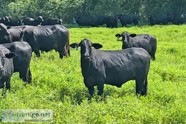 Red and Black Brangus heifers